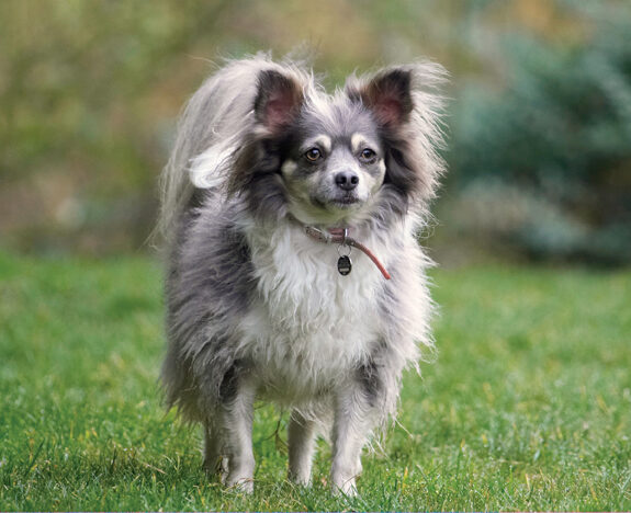 Cihuahuas, Dog, Dogs, Longhaired Chihuhua, Rose