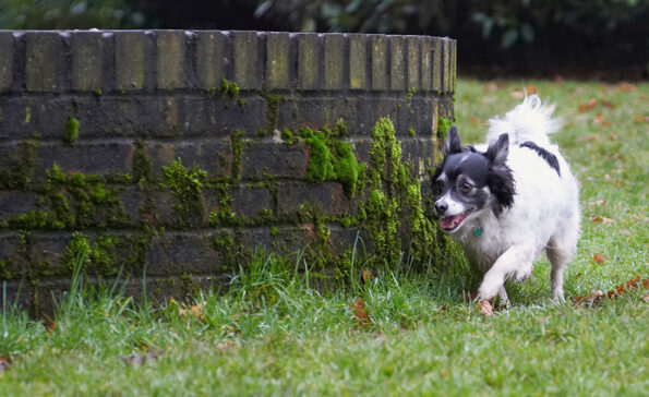 Cihuahuas, Dog, Dogs, Explore, Exploring, Longhaired Chihuhua, Matt