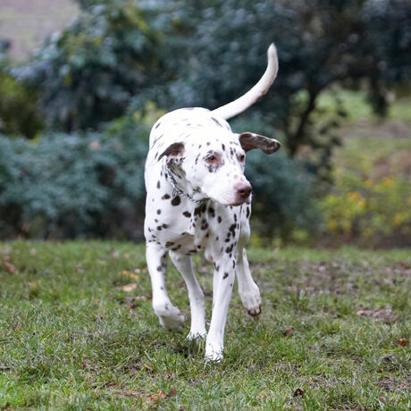Cookie, Dalmatian, Dog, Dogs, Play, Playing, Playtime, Run, Running