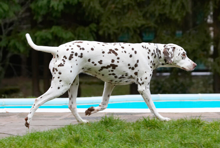 Cookie, Dalmatian, Dog, Dogs, Explore, Exploring, Pool, Swimming