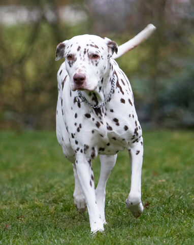 Cookie, Dalmatian, Dog, Dogs, Play, Playing, Playtime, Run, Running
