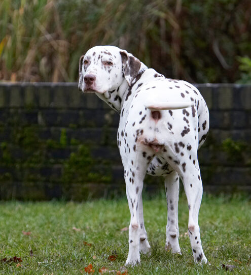 Cookie, Dalmatian, Dog, Dogs