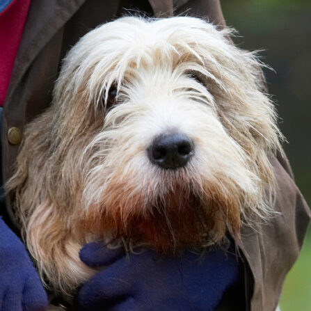 Alfie, Cuddle, Dog, Dogs, Grand Vendeen Bassett Hound, Had, Hounds, Play, Playing, Playtime