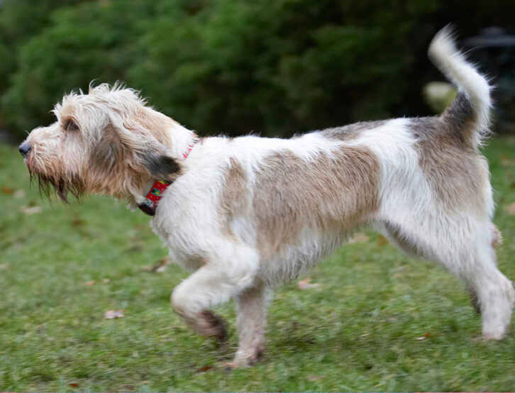 Dog, Dogs, Grand Vendeen Bassett Hound, Hounds, Libbie, Play, Playing, Playtime