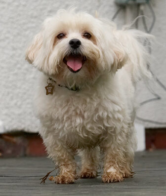 Dog, Dogs, Maltese, Stand, Standing, Teddy, Tongue