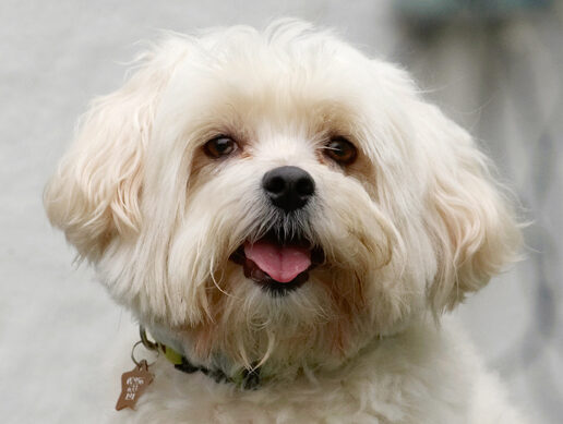 Dog, Dogs, Head, Maltese, Teddy, Tongue