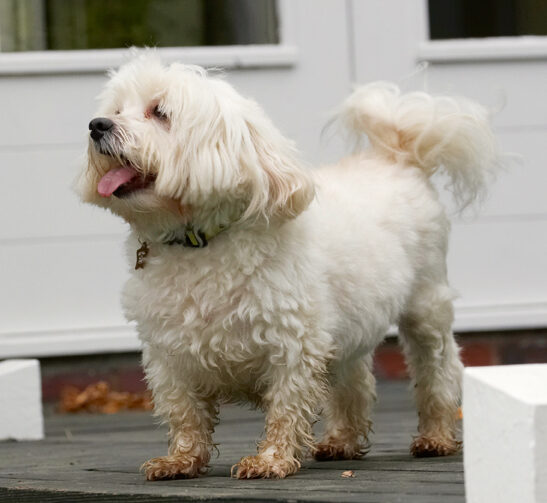 Dog, Dogs, Laugh, Laughing, Maltese, Teddy, Tongue