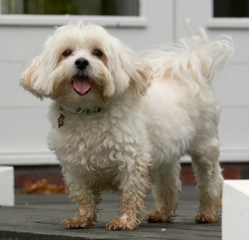 Dog, Dogs, Maltese, Stand, Standing, Teddy, Tongue