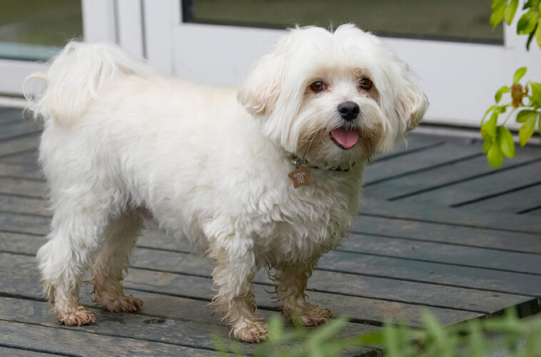 Dog, Dogs, Maltese, Stand, Standing, Teddy, Tongue