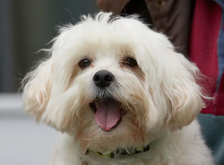 Dog, Dogs, Head, Maltese, Teddy, Tongue, Yawn