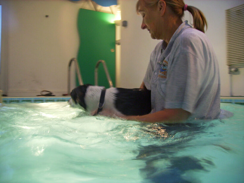 Animal, Animals, Canine hydrotherapy, Cathy Bushby, Dog, Dogs, Lurcher, Murphy, Pet, Pets, Swimming