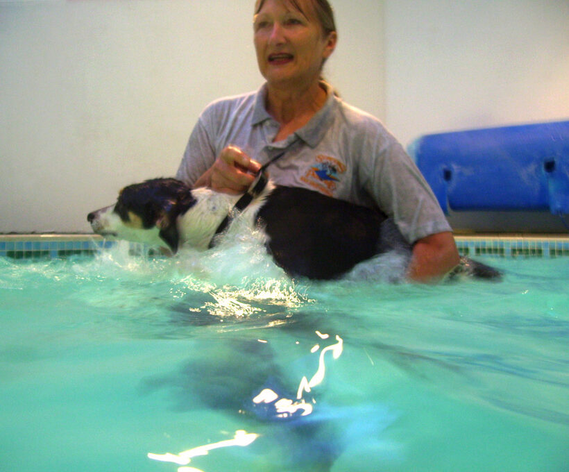 Animal, Animals, Canine hydrotherapy, Cathy Bushby, Dog, Dogs, Lurcher, Murphy, Pet, Pets, Swimming