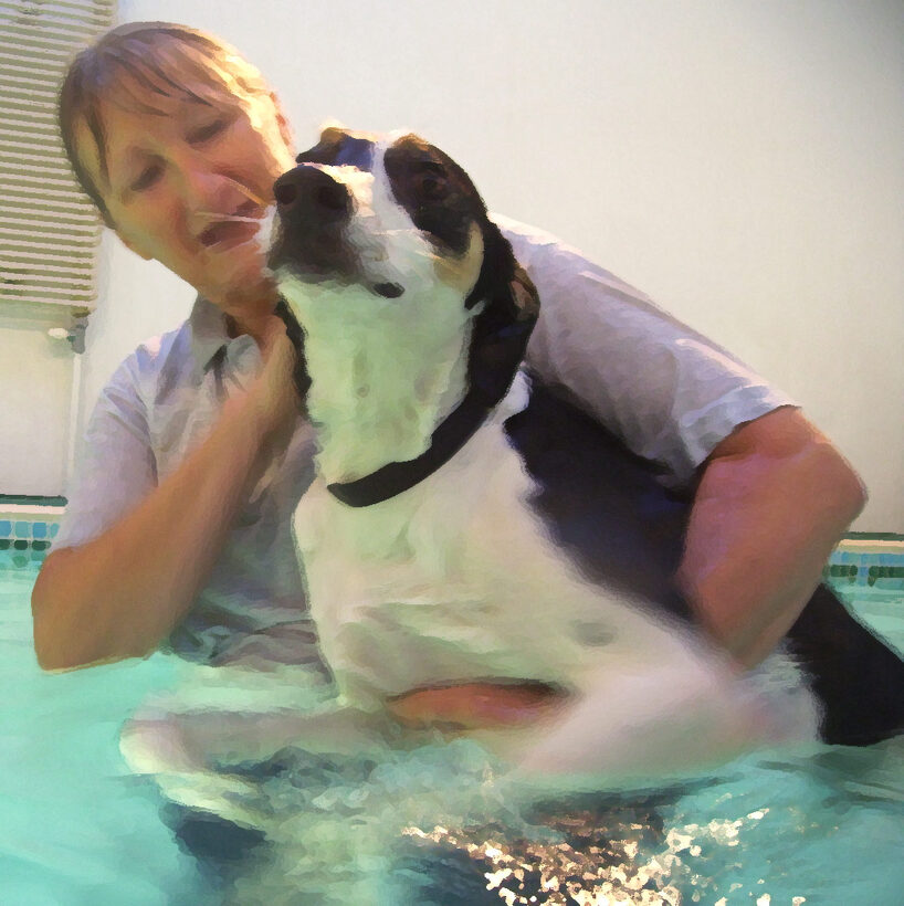 Animal, Animals, Canine hydrotherapy, Cathy Bushby, Dog, Dogs, Lurcher, Murphy, Pet, Pets, Swimming
