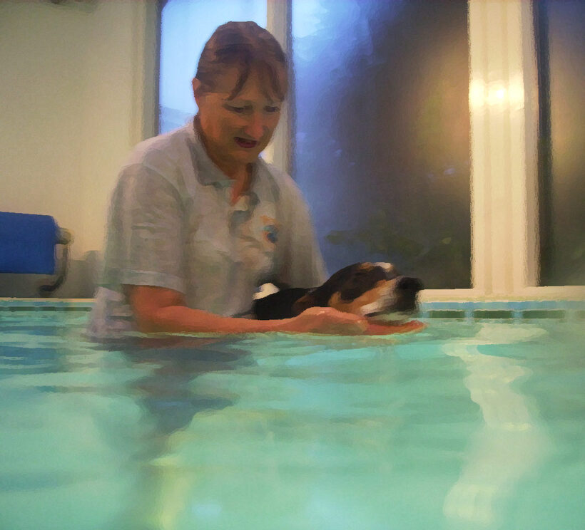 Animal, Animals, Canine hydrotherapy, Cathy Bushby, Dog, Dogs, Lurcher, Murphy, Pet, Pets, Swimming