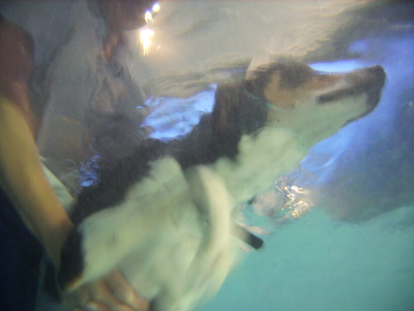 Animal, Animals, Canine hydrotherapy, Cathy Bushby, Dog, Dogs, Lurcher, Murphy, Pet, Pets, Swimming