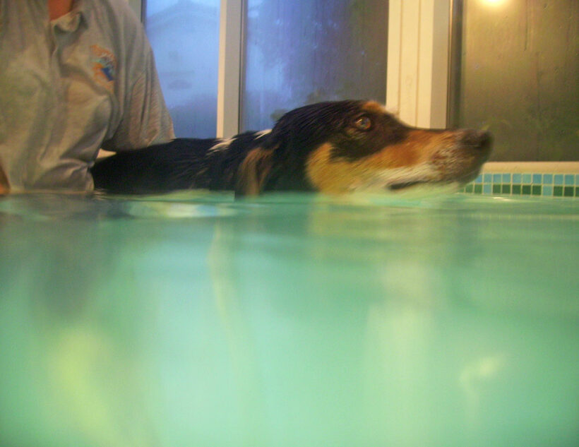 Animal, Animals, Canine hydrotherapy, Cathy Bushby, Dog, Dogs, Lurcher, Murphy, Pet, Pets, Swimming