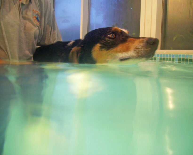 Animal, Animals, Canine hydrotherapy, Cathy Bushby, Dog, Dogs, Lurcher, Murphy, Pet, Pets, Swimming