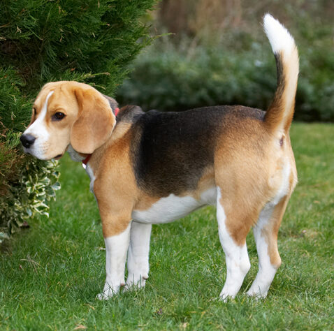 Archie, Beagle, Dog, Dogs, Play, Playing, Playtime, Stand, Standing