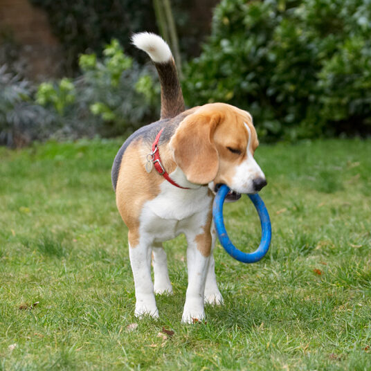 Archie, Beagle, Dog, Dogs, Play, Playing, Playtime