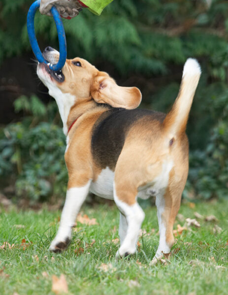 Archie, Beagle, Dog, Dogs, Play, Playing, Playtime, Tug-o-war