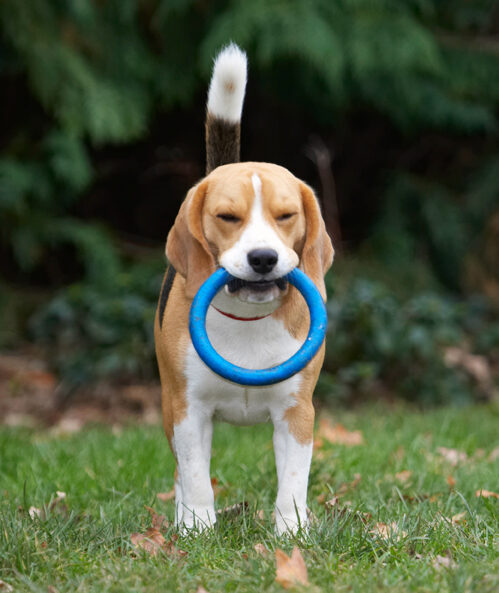 Archie, Beagle, Dog, Dogs, Play, Playing, Playtime
