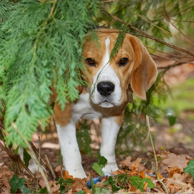 Archie, Beagle, Dog, Dogs, Play, Playing, Playtime