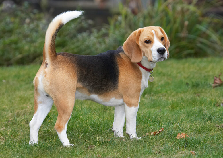 Archie, Beagle, Dog, Dogs, Play, Playing, Playtime, Stand, Standing