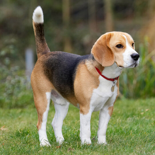 Archie, Beagle, Dog, Dogs, Play, Playing, Playtime, Pose, Posing, Stand, Standing