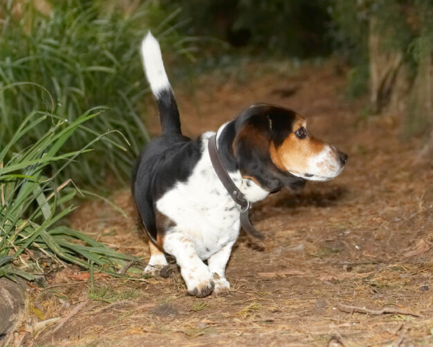 Bassett, Dog, Dogs, Hound, Hounds, Humph, Humphrey, Play, Playing, Playtime