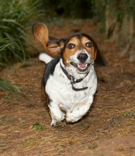 Bassett, Dog, Dogs, Hound, Hounds, Humph, Humphrey, Play, Playing, Playtime, Run, Running, Smile, Smiling
