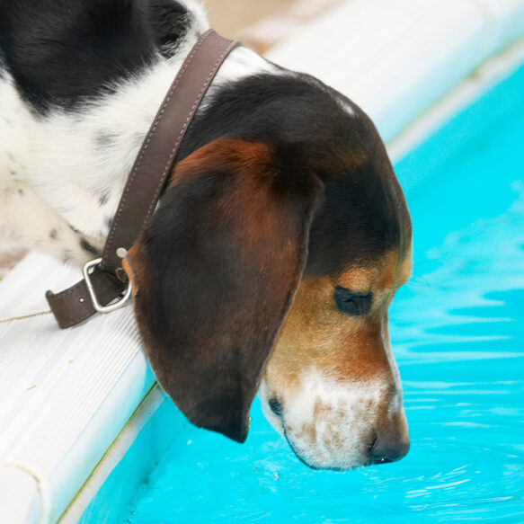 Bassett, Dog, Dogs, Hound, Hounds, Humph, Humphrey, Play, Playing, Playtime, Pool, Swimming