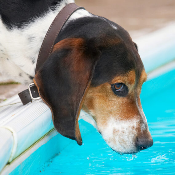 Bassett, Dog, Dogs, Hound, Hounds, Humph, Humphrey, Play, Playing, Playtime, Pool, Swimming