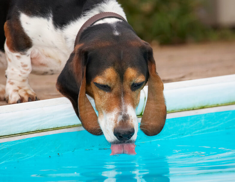 Bassett, Dog, Dogs, Drink, Drinking, Hound, Hounds, Humph, Humphrey, Play, Playing, Playtime, Pool, Swimming, Tongue