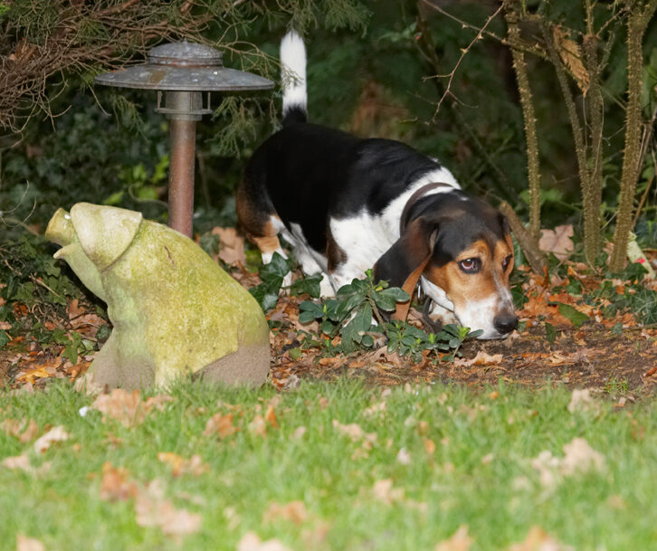 Bassett, Dog, Dogs, Hound, Hounds, Humph, Humphrey, Play, Playing, Playtime