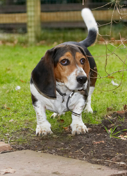 Bassett, Dog, Dogs, Hound, Hounds, Humph, Humphrey, Play, Playing, Playtime