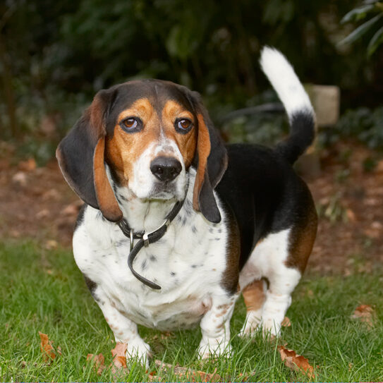 Bassett, Dog, Dogs, Hound, Hounds, Humph, Humphrey, Play, Playing, Playtime, Stand, Standing