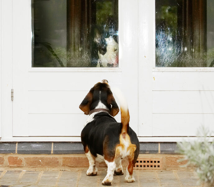 Bassett, Bull, Dog, Dogs, English, Hound, Hounds, Humph, Humphrey, Mana, Play, Playing, Playtime, Terrier, Terriers