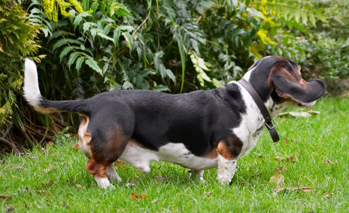 Bassett, Dog, Dogs, Hound, Hounds, Humph, Humphrey, Play, Playing, Playtime, Stand, Standing