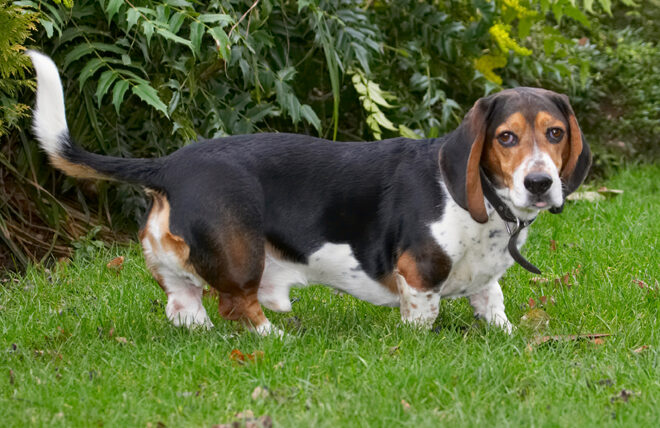 Bassett, Dog, Dogs, Hound, Hounds, Humph, Humphrey, Play, Playing, Playtime, Stand, Standing