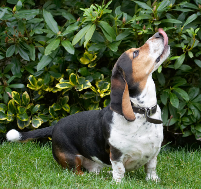 Bassett, Dog, Dogs, Hound, Hounds, Humph, Humphrey, Play, Playing, Playtime, Sit, Sitting, Tongue