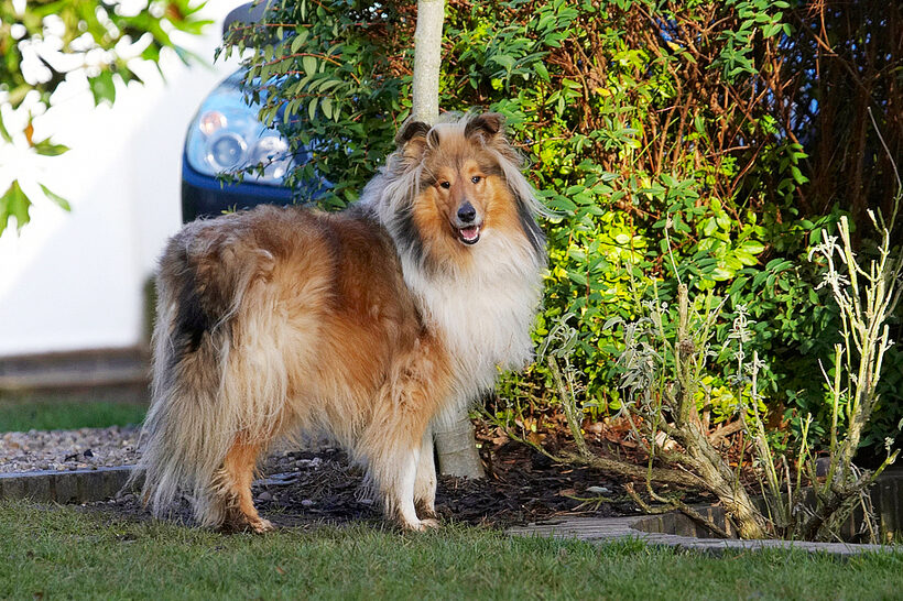 Collie, Collies, Dog, Dogs, Haired, Rough, Sonny, Stand, Standing