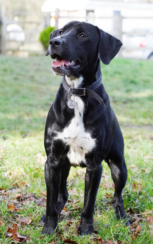 Boogla, Bougla, Dog, Dogs, Play, Playing, Playtime, Spaniel, Spaniels, Springer, Staffordshire Bull Terrirer, Stand, Standing, Terriers