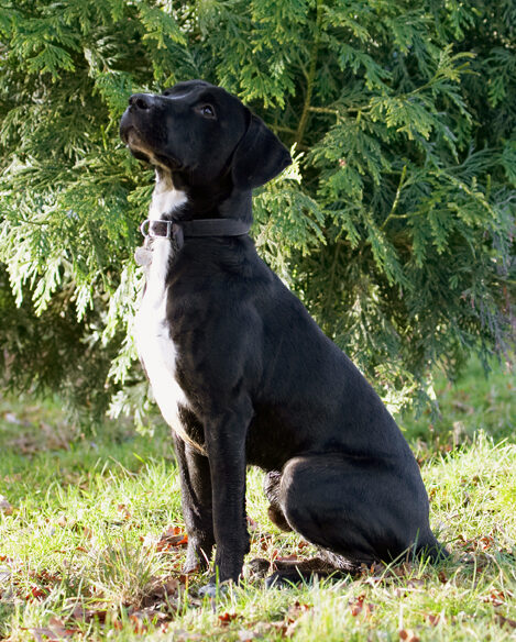Boogla, Bougla, Dog, Dogs, Play, Playing, Playtime, Sit, Sitting, Spaniel, Spaniels, Springer, Staffordshire Bull Terrirer, Terriers