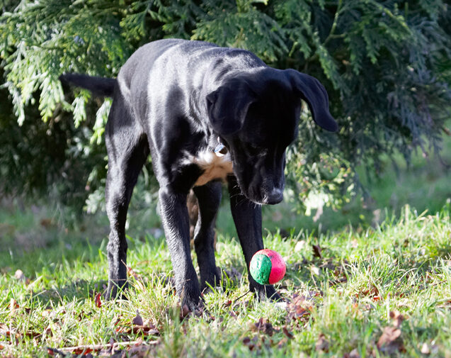 Ball, Boogla, Bougla, Dog, Dogs, Play, Playing, Playtime, Spaniel, Spaniels, Springer, Staffordshire Bull Terrirer, Terriers
