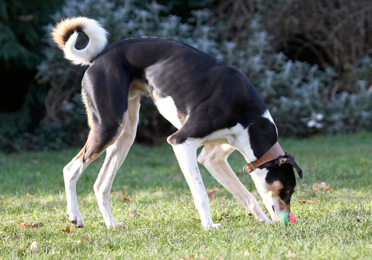 Ball, Dog, Dogs, Lurcher, Murphy, Play, Playing, Playtime