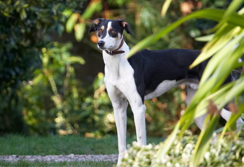 Dog, Dogs, Lurcher, Murphy, Play, Playing, Playtime
