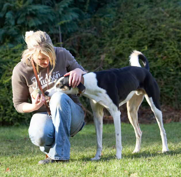 Blonde, Dog, Dogs, Kate, Lurcher, Murphy, Play, Playing, Playtime, Woman
