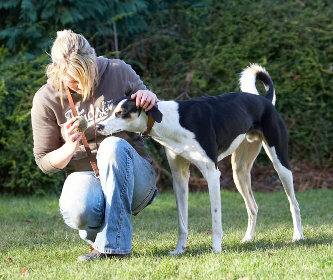 Ball, Blonde, Dog, Dogs, Kate, Lurcher, Murphy, Play, Playing, Playtime, Woman