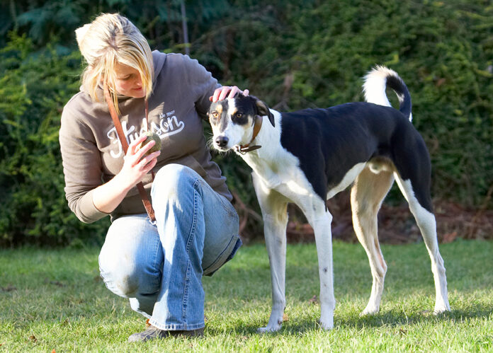 Ball, Blonde, Dog, Dogs, Kate, Lurcher, Murphy, Play, Playing, Playtime, Woman