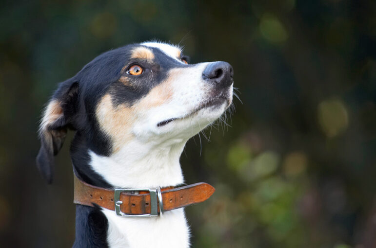 Dog, Dogs, Head, Lurcher, Murphy, Play, Playing, Playtime, Portrait, Pose, Posing